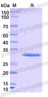 Recombinant E.coli flu/Antigen 43/AG43 Protein, N-His