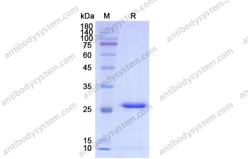 Recombinant Chlamydia psittaci grpE/HSP-70 cofactor Protein, N-His