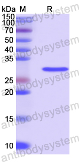 Recombinant Geobacillus thermodenitrificans rplI Protein, N-His