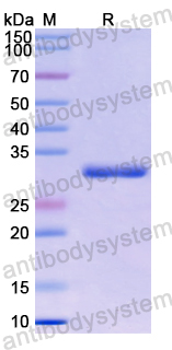 Recombinant Clostridium chauvoei Alpha-hemolysin Protein, N-His