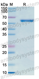 Recombinant Clostridium chauvoei Alpha-hemolysin Protein, N-GST