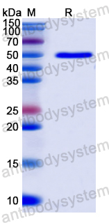 Recombinant Neisseria gonorrhoeae cppB Protein, N-GST