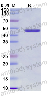 Recombinant Agrobacterium sp aroA/EPSPS Protein, C-His