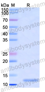 Recombinant Helicobacter pylori trxA/Thioredoxin Protein, C-His