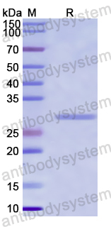 Recombinant Pseudomonas aeruginosa PcrV Protein, N-His-SUMO