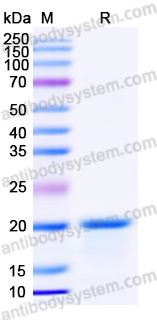 Recombinant Pseudomonas aeruginosa PcrV Protein, N-His