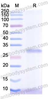 Recombinant Bordetella pertussis ptxA/PTXS1 Protein, N-His