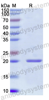 Recombinant Flavobacterium columnare clpX Protein, N-His