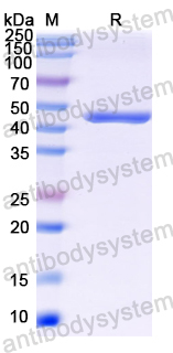 Recombinant Listeria monocytogenes IAP/p60 Protein, N-His