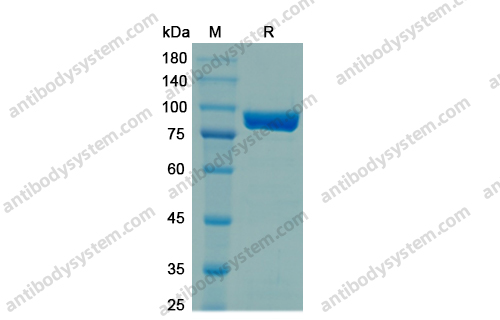 Taq DNA Polymerase