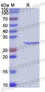 Recombinant Staphylococcus aureus entB/SEB Protein, C-His