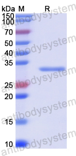 Recombinant Protein A/SPA Protein, C-His