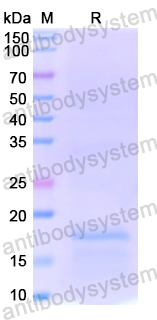 Recombinant SA/Streptavidin Protein, N-His