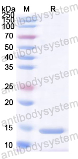 Recombinant Vibrio cholerae serotype O1 ctxB/Cholera Toxin Subunit B Protein, N-His