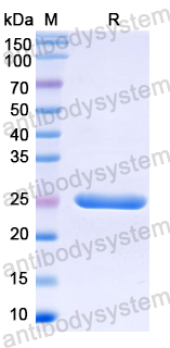 Recombinant Escherichia coli tetR Protein, N-His