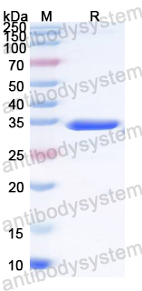 Recombinant E. coli O157:H7 FliC/Flagellin Protein, N-His