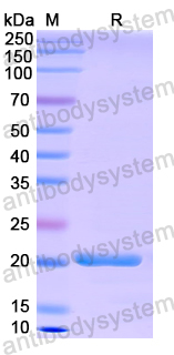 Recombinant Protein G/SPG Protein, C-His