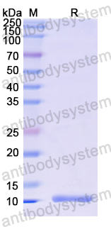 Recombinant Protein L Protein, N-His