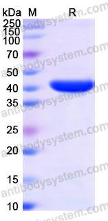 Recombinant Salmonella typhimurium murD Protein, C-His