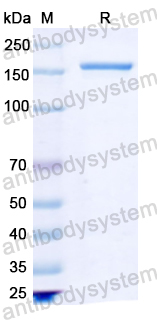 Recombinant Streptococcus pyogenes Cas9 Protein, N-His