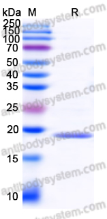 Recombinant Staphylococcus aureus srtA/Sortase A Protein, No tag