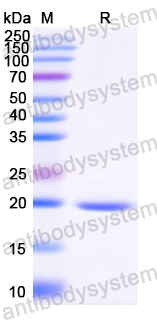 Recombinant Aspergillus fumigatus Asp f 1/mitF Protein, N-His