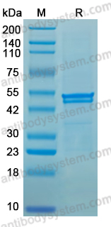 Recombinant Clostridium tetani tetX/Tetanus toxin/TeNT Protein, N-His