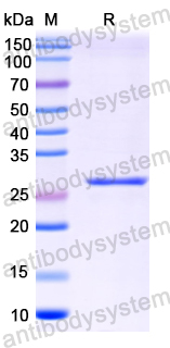 Recombinant Bacillus subtilis ffp/sfp Protein, N-His