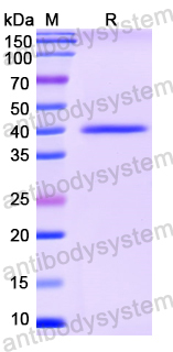 Recombinant Salmonella enterica porin OmpC Protein, C-His