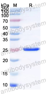 Recombinant Mycoplasma pneumoniae mgpA/Adhesin P1 Protein, N-His