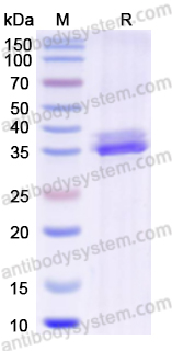 Recombinant Staphylococcus aureus LukS-PV Protein, N-His