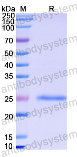 Recombinant Escherichia coli eae/Intimin Protein, N-His