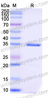 Recombinant Escherichia coli birA/bioR Protein, C-Strep