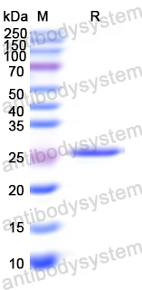 Recombinant Escherichia coli eltB/ltpB Protein, N-His-SUMO