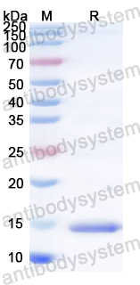Recombinant Escherichia coli eltB/ltpB Protein, N-His