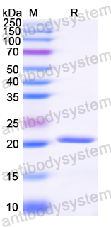 Recombinant Helicobacter pylori ftnA/pfr Protein, N-His