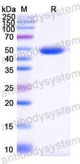 Recombinant Candida albicans ENO1/Enolase 1 Protein, N-His