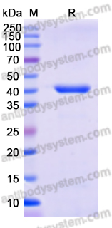 Recombinant Escherichia coli Mcr1 Protein, C-His