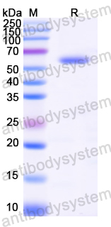 Recombinant Candida africana ERG1 Protein, N-His