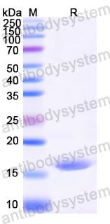 Recombinant Alternaria rot fungus Alt a 1/ALTA1 Protein, N-His