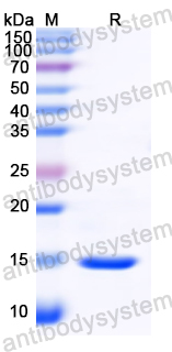 Recombinant Aspergillus fumigatus Asp f 15 Protein, N-His