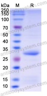 Recombinant Bacillus sp. aiiA/Lactonase Protein, N-His