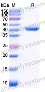 Recombinant Clostridium perfringens CPE Protein, N-GST