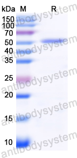 Recombinant Vibrio vulnificus vvhA/Cytolysin Protein, C-His