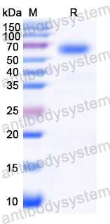 Recombinant Vibrio vulnificus vvhA/Cytolysin Protein, N-His-SUMO