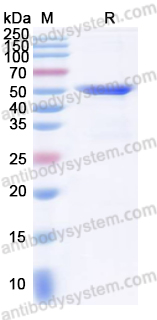 Recombinant Vibrio vulnificus vvhA/Cytolysin Protein, N-His