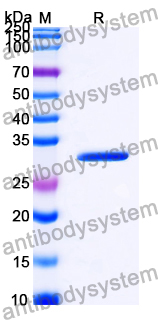 Recombinant Yersinia enterocolitica ail/Attachment invasion locus Protein, N-His-SUMO