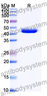 Recombinant Yersinia enterocolitica YopH Protein, N-His