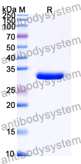 Recombinant Yersinia enterocolitica YopD Protein, N-His