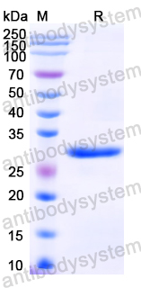 Recombinant Neisseria meningitidis FHbp Protein, C-His